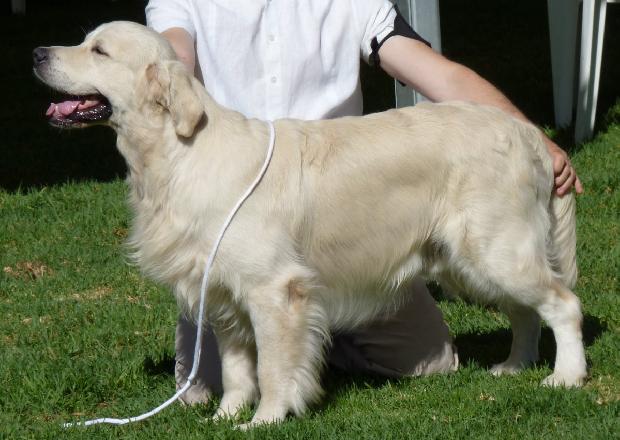 Golden Retriever