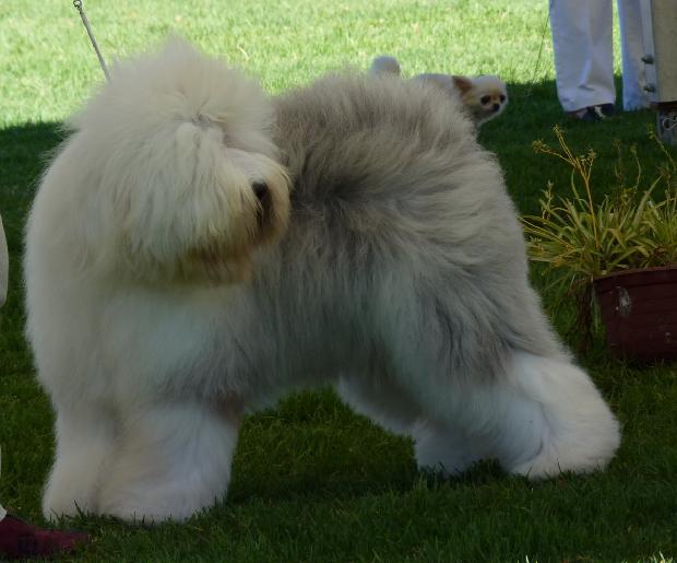 Old English Sheepdog