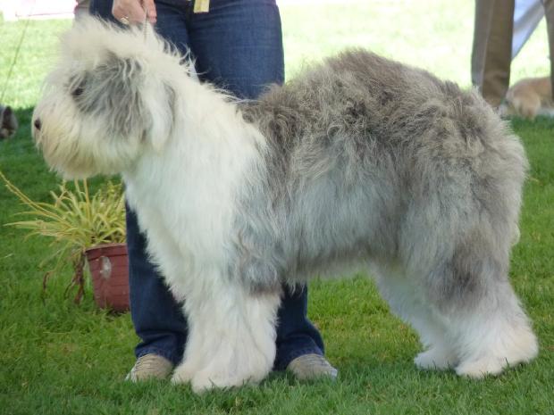 Old English Sheepdog