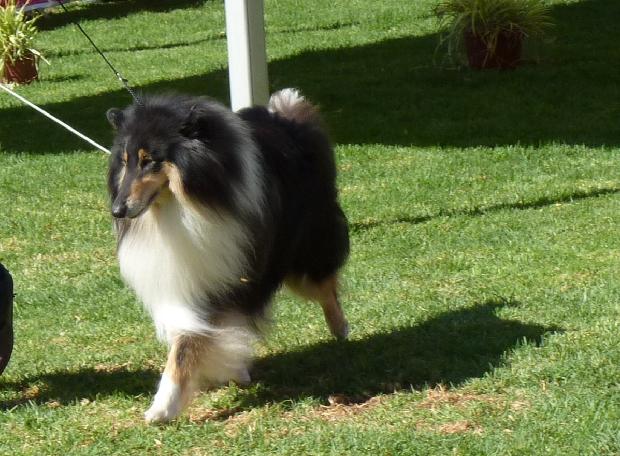 Collie de Pêlo Comprido