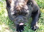 Cães