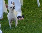 Cães