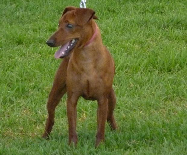 Pinscher Miniatura