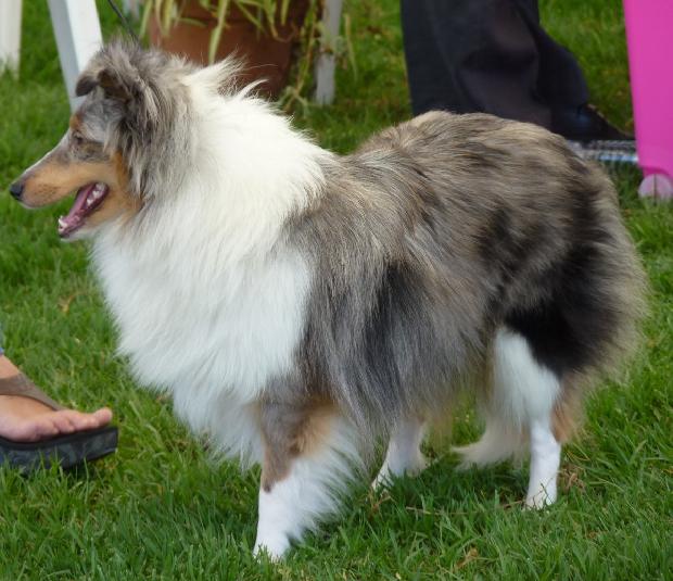Cão de Pastor das Shetland
