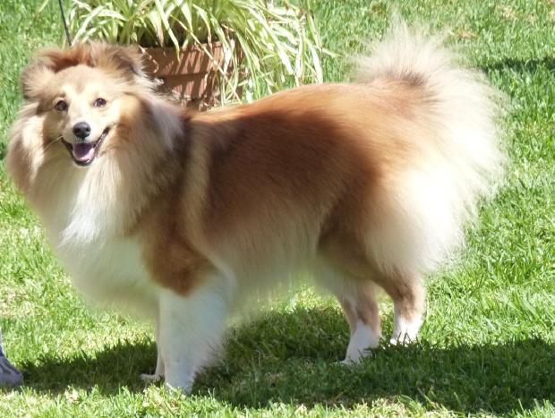 Cão de Pastor das Shetland