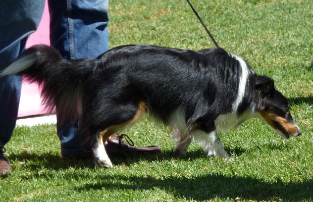 Cão de Pastor das Shetland