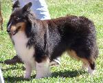 Cães