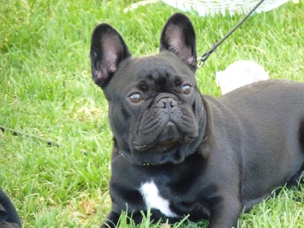 Bouledogue Francês