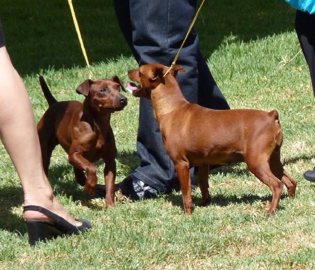 Pinscher Miniatura