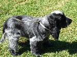 Cães