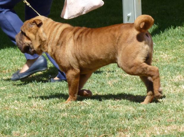 Shar Pei