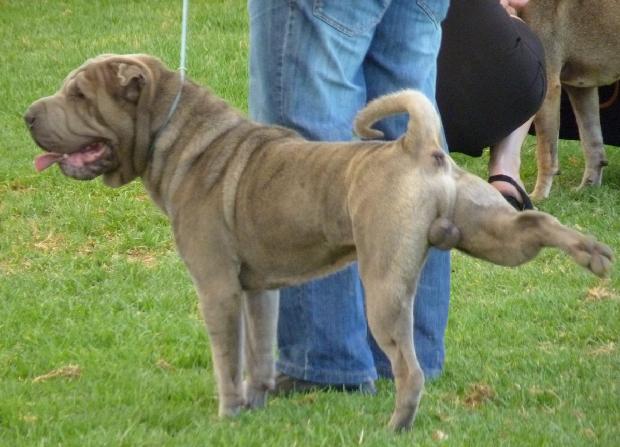 Shar Pei