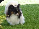 Cães