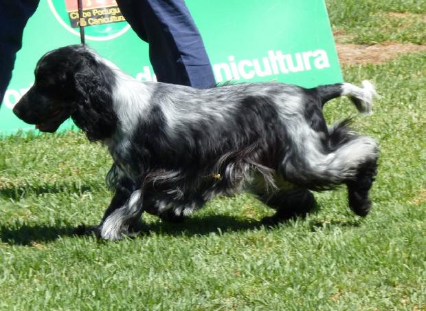 Cocker Spaniel Inglês