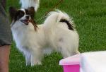 Cães