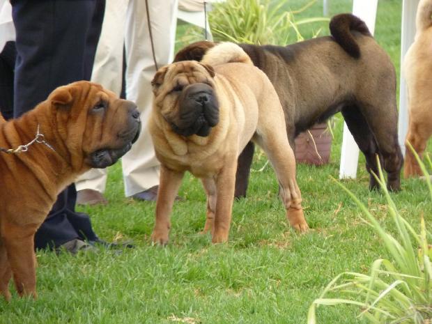 Shar Pei