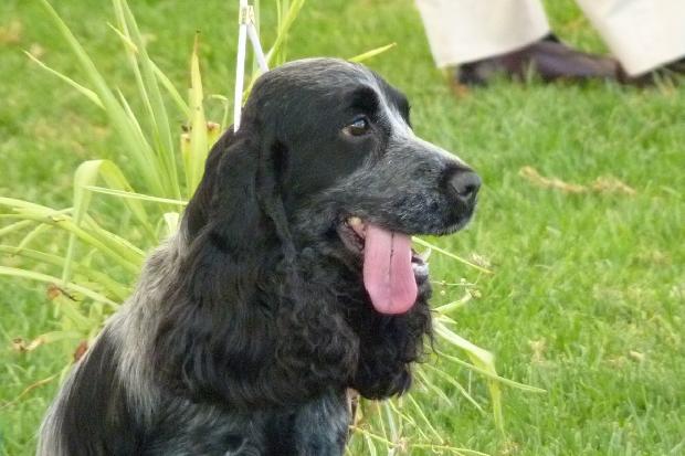 Cocker Spaniel Inglês