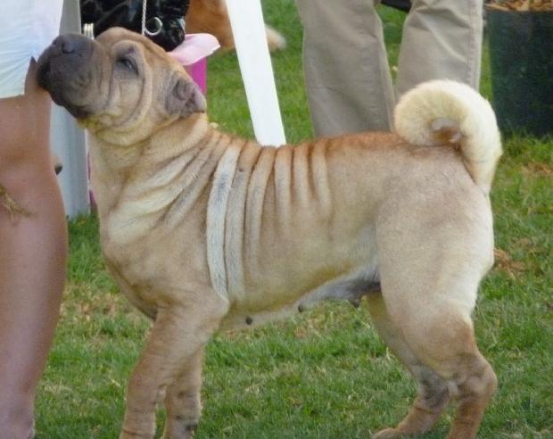 Shar Pei