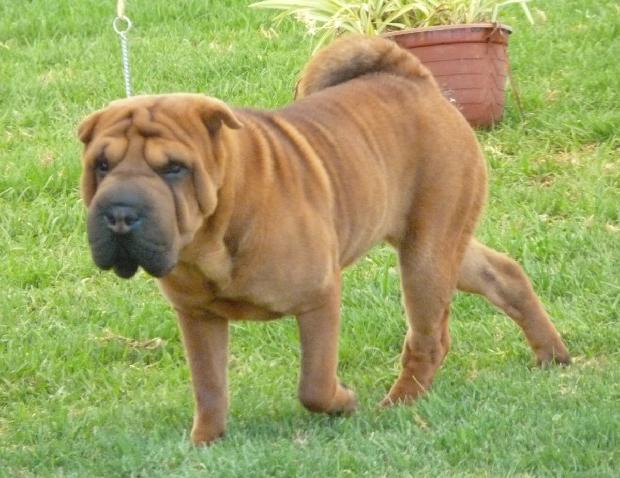 Shar Pei