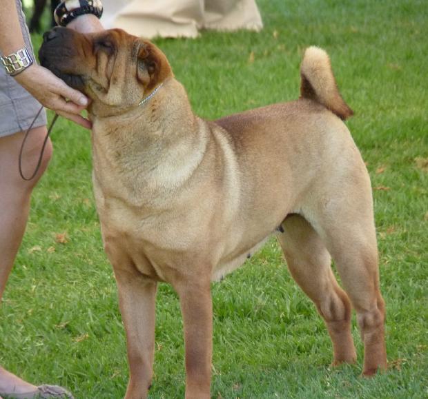Shar Pei