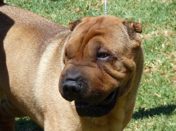 Shar Pei