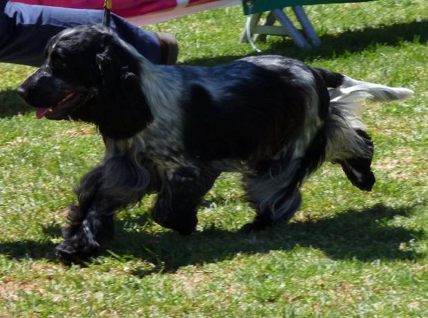 Cocker Spaniel Inglês
