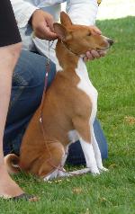 Cães