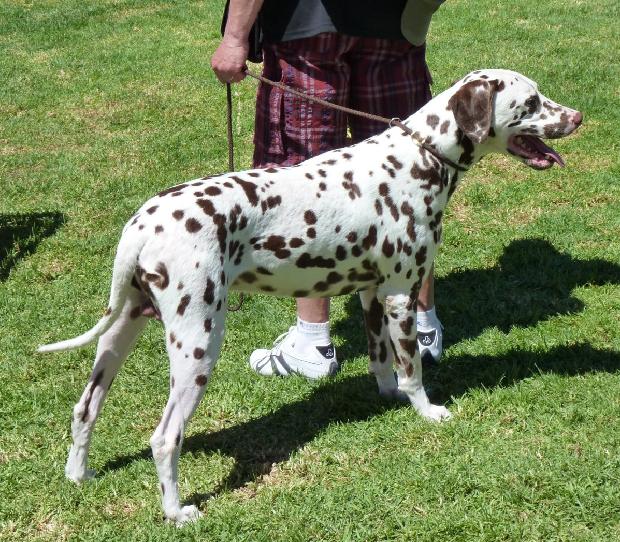 Cão da Dalmácia