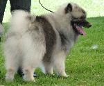 Cães