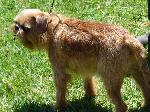 Cães