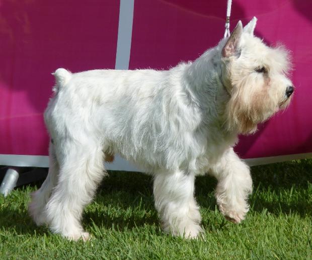 Schnauzer Miniatura Branco