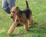 Cães