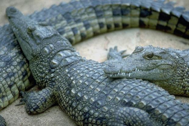 Crocodilos