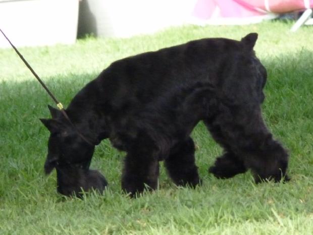 Schnauzer Miniatura Preto