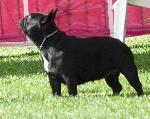 Cães