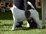 Cães