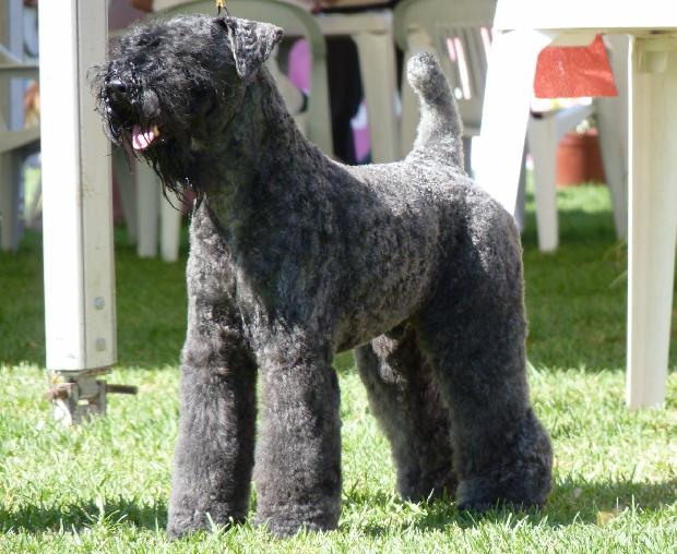 Kerry Blue Terrier