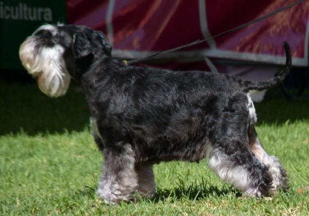 Schnauzer Miniatura Preto e Prateado
