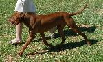 Cães