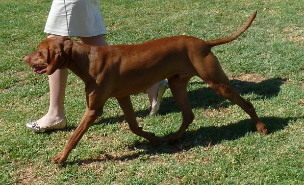 Braco Húngaro de Pêlo Curto