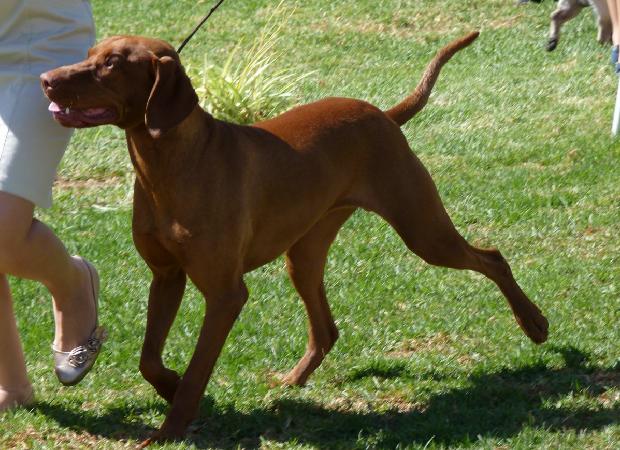 Braco Húngaro de Pêlo Curto