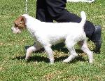 Cães