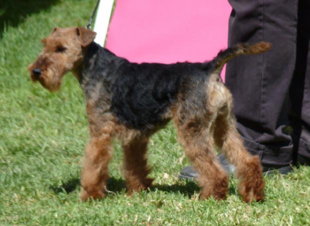 Welsh Terrier