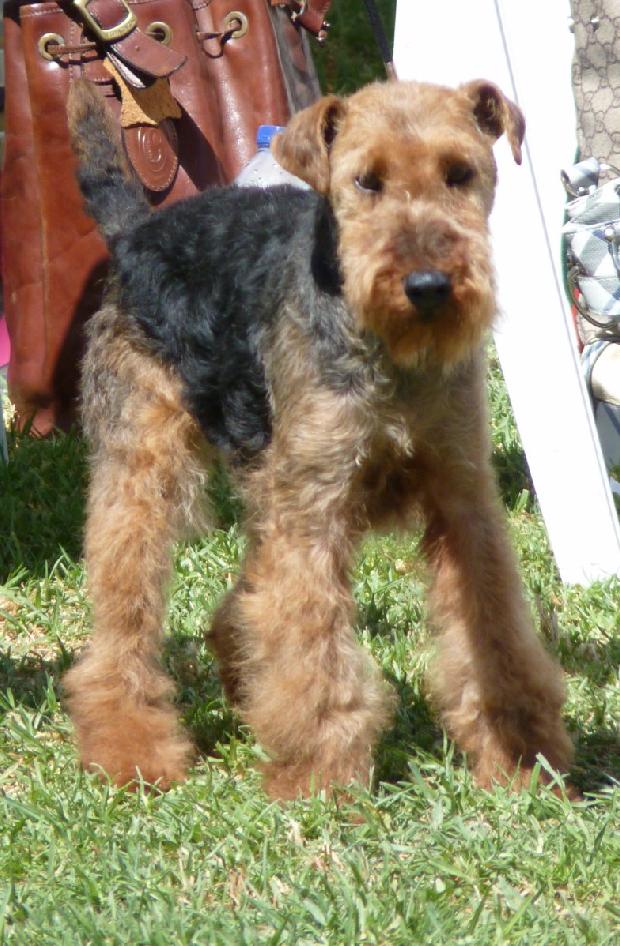 Welsh Terrier