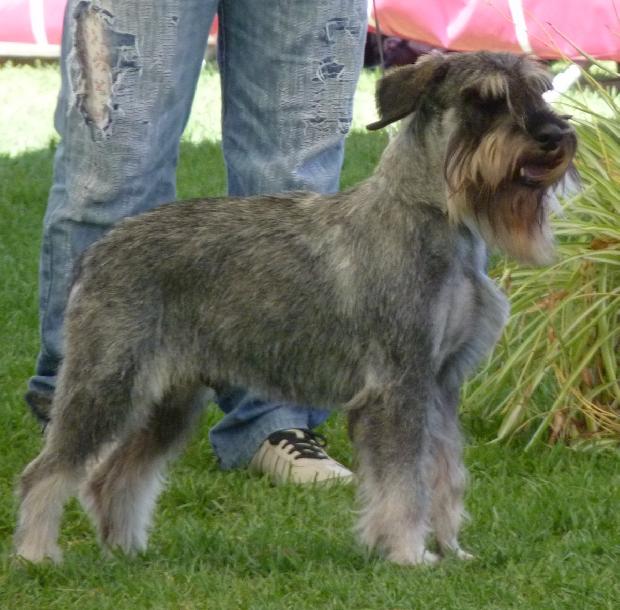 Schnauzer Médio
