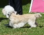 Cães