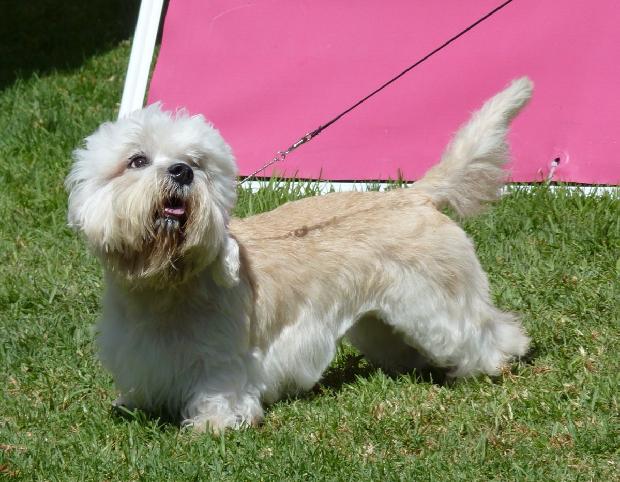 Dandie Dinmont Terrier