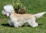 Cães