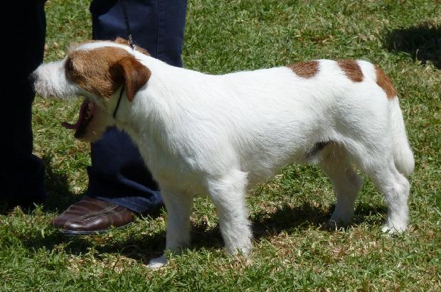 Jack Russel Terrier