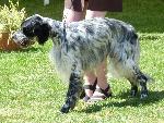 Cães